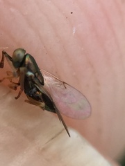 Psyllaephagus bliteus