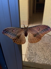 Opodiphthera loranthi