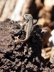 Sceloporus graciosus gracilis