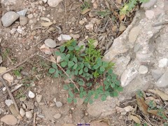 Melilotus neapolitanus
