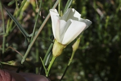 Calystegia longipes