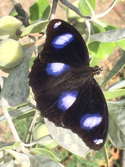 Hypolimnas bolina nerina