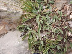 Globularia cordifolia