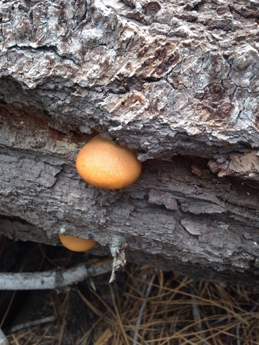 iNaturalist observation photo of Veiled Polypore