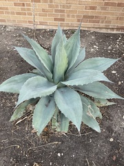 Agave ovatifolia