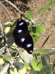 Hypolimnas bolina nerina