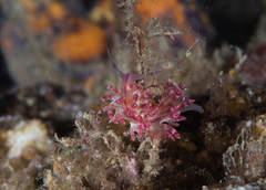 Coryphellina flamma