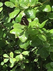 Hypolimnas bolina nerina