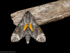 Isognathus australis