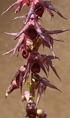 Genoplesium filiforme