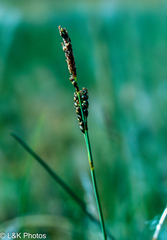 Carex parryana