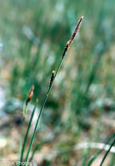 Carex parryana