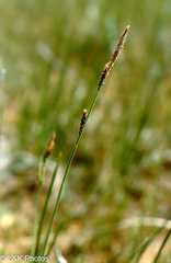 Carex parryana
