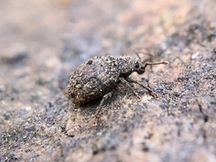 Myosides seriehispidus