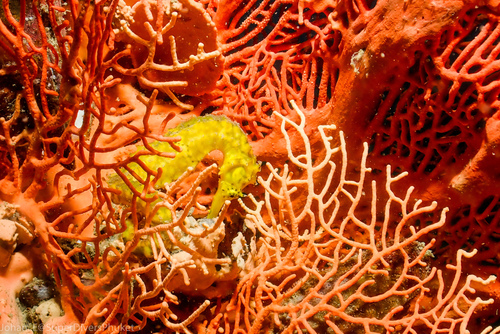 Tiger Tail Seahorse (Hippocampus comes)