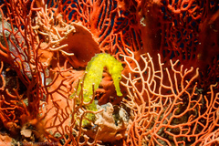 Hippocampus comes