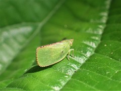 Acanaloniidae