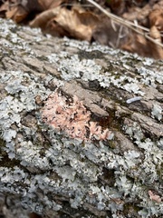 Marchandiomyces corallinus