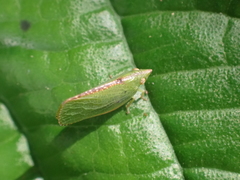 Acanaloniidae