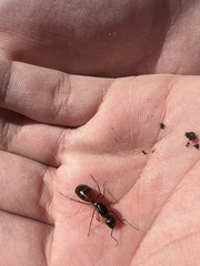 Camponotus semitestaceus