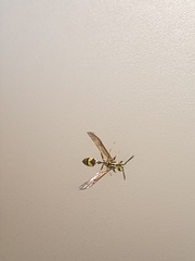 Polybia fastidiosuscula