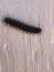 Apantesis incorrupta