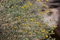 Perityle megalocephala