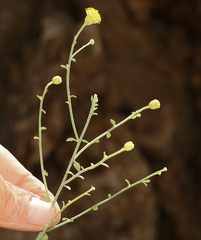 Perityle megalocephala