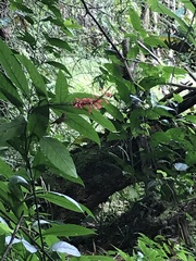 Phaethornis striigularis