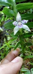 Dichaea andina