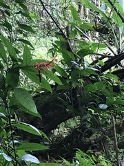 Phaethornis striigularis