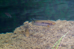 Cichlasoma bimaculatum