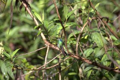 Colibri cyanotus