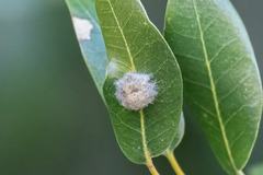 Disholandricus lasius