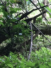 Phaethornis striigularis