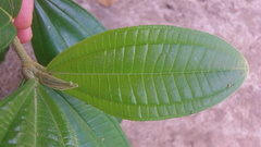 Miconia subhirsuta