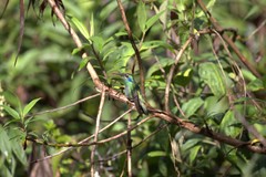 Colibri cyanotus