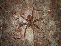 Toxopsoides erici