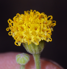 Perityle megalocephala