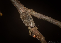 Aprivesa