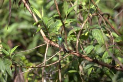 Colibri cyanotus