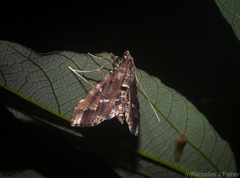 Merodictya marmorata