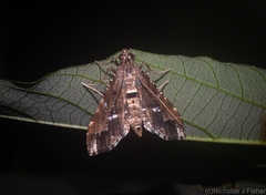 Merodictya marmorata