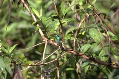 Colibri cyanotus