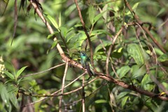 Colibri cyanotus
