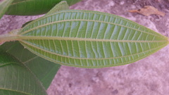 Miconia subhirsuta