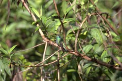 Colibri cyanotus