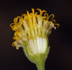 Perityle megalocephala