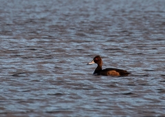 Netta erythrophthalma