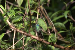 Colibri cyanotus